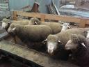 German Meat Merino and Landschaf Merino pedigree rams and breeding boars