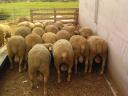 German Meat Merino and Landschaf Merino pedigree rams and breeding boars