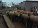 German Meat Merino and Landschaf Merino pedigree rams and breeding boars