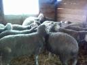 German Meat Merino and Landschaf Merino pedigree rams and breeding boars