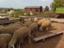 German Meat Merino and Landschaf Merino pedigree rams and breeding boars