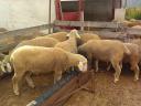 German Meat Merino and Landschaf Merino pedigree rams and breeding boars