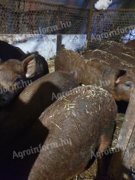 Zum Verkauf stehen Mangalica F1-Ferkel aus reinrassiger Zucht