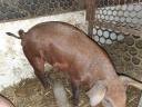 Mangalica F1 piglets from pedigree breeding for sale