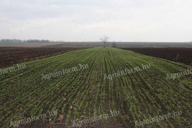 Somogyban,  Szolnokban,  Bácsban,  Győrben céges gazdaságok,  bérfölddel eladók