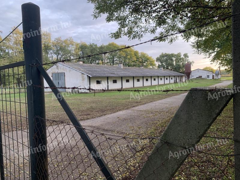 Schweinefarm/Viehzuchtbetrieb in Hernád