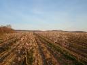 Balaton felvidéki Ültetvény,  gyümölcsös Mandulás/Meggyes eladó