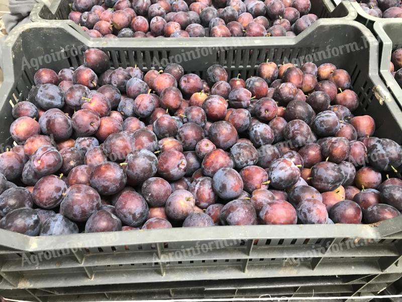 For sale Herman plums 6000 kg