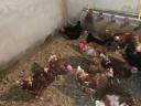 găini ouătoare de 11 luni de vânzare