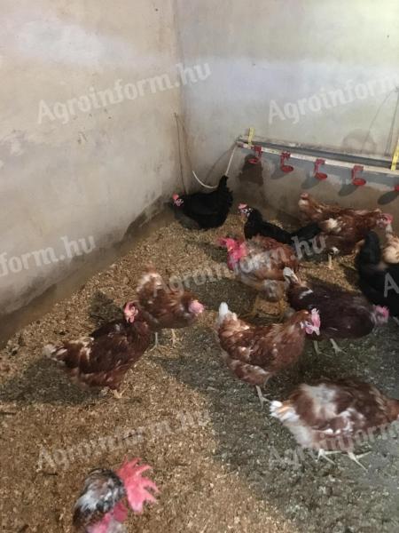 găini ouătoare de 11 luni de vânzare