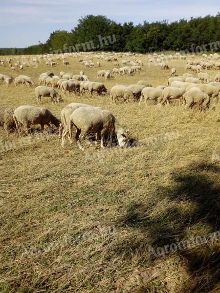 Anyajuhok, jerkék, vágóbirka