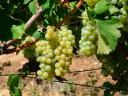 Muscat Ottonel grapes (for wine, brandy) for sale