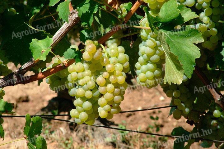 Muscat Ottonel-Trauben (für Wein, Brandy) zu verkaufen