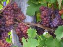 Tramini wine grapes