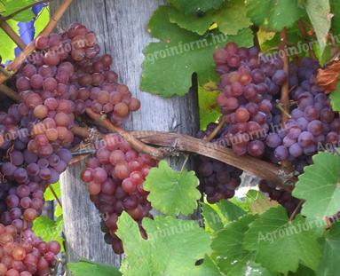 Tramini wine grapes