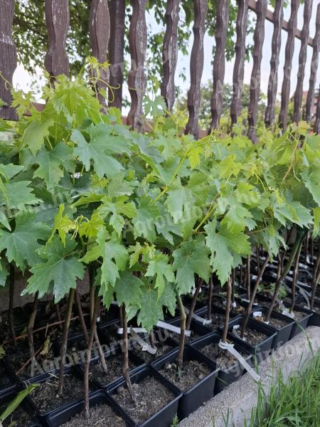 Containerised vines for sale