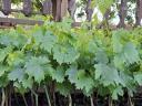 Containerised vines for sale