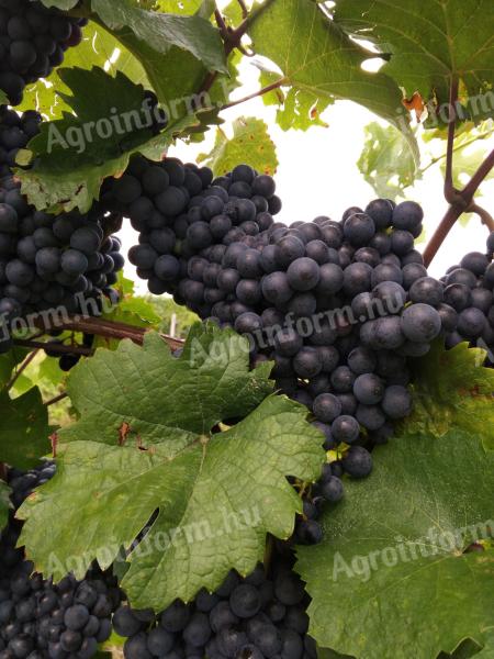 Váci (Mátra PDO) Zweigelt and Green Veltelini grapes for sale