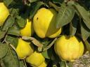 BIO quince from Kecskemét, both for food and mash