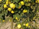 BIO quince from Kecskemét, both for food and mash