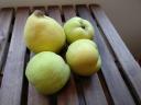 BIO quince from Kecskemét, both for food and mash