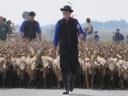 Looking for a colleague with experience in shepherding