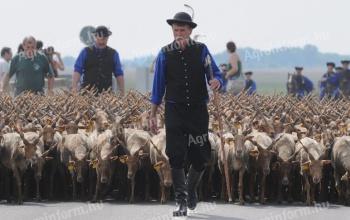 Looking for a colleague with experience in shepherding