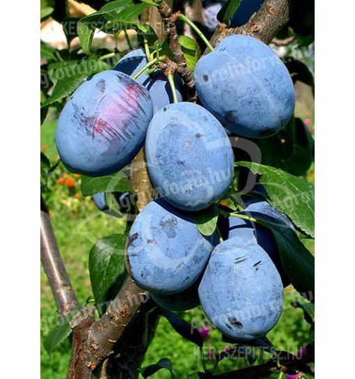 Prune Blue Free de vânzare, disponibile pentru precomandă