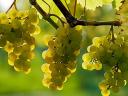 Grapes for sale in Mádon