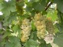 Furmint and Hárslevelű grapes for sale in Sárospatak, Tokaj hillside