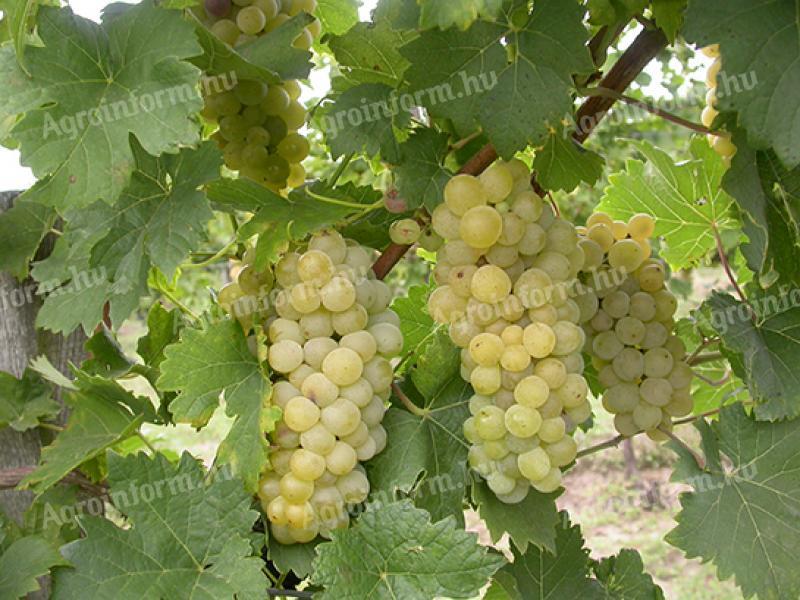 Winogrona Furmint i Hárslevelű na sprzedaż w Sárospatak, na wzgórzu Tokaj