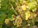 Furmint and Hárslevelű grapes for sale in Sárospatak, Tokaj hillside