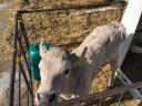 Charolais-excellence bull calves