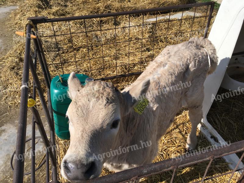 Telata býků plemene Charolais-excellence