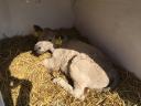 Charolais-excellence bull calves