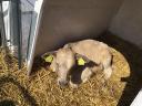 Charolais-excellence bull calves