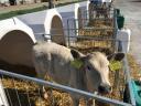 Doskonałe cielęta rasy Charolais