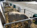 Charolais-excellence bull calves