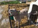 Charolais-excellence bull calves