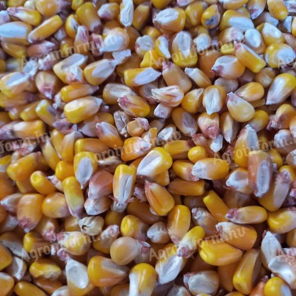 Grains, Ears, Fodder maize for sale