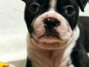 Törzskönyvezett Boston terrier kiskutyák eladók tenyésztőtől