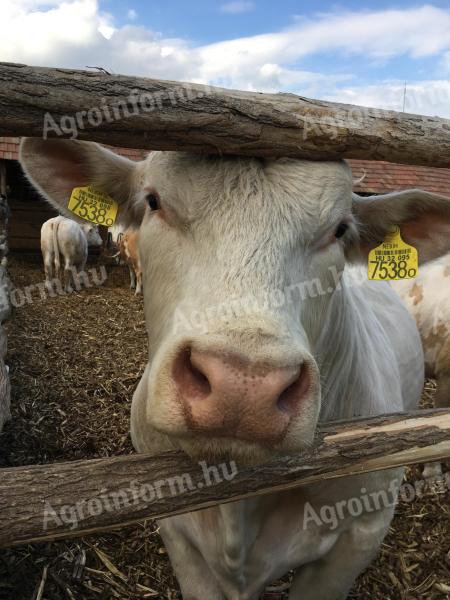 Loc de muncă îngrijitor de animale