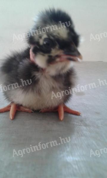 Fias eggs, breeder eggs, hatching eggs available