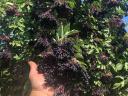 Noble elderberries, organic elderberries, buy nationally at best market prices