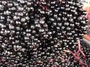 Noble elderberries, organic elderberries, buy nationally at best market prices