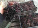 Noble elderberries, organic elderberries, buy nationally at best market prices