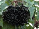 Noble elderberries, organic elderberries, buy nationally at best market prices