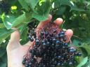 Noble elderberries, organic elderberries, buy nationally at best market prices