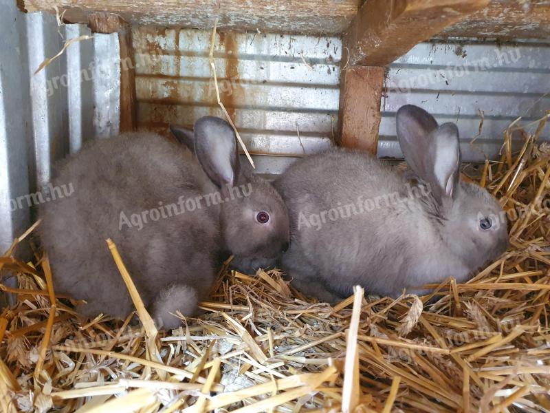 Pupil Székely rabbits for sale