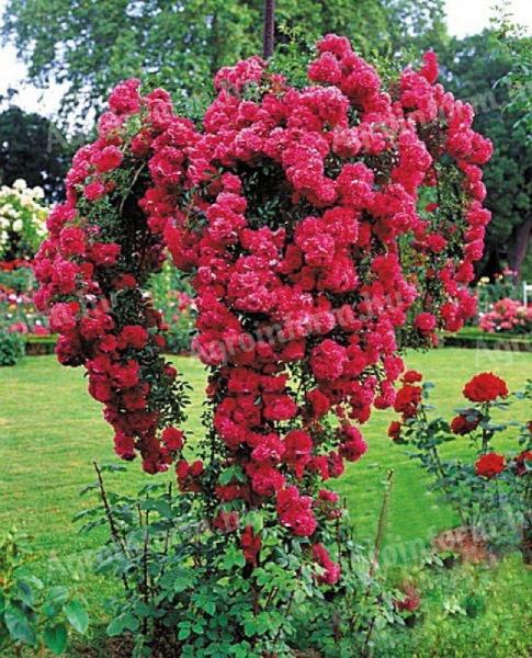 Szőregi rose bushes for sale